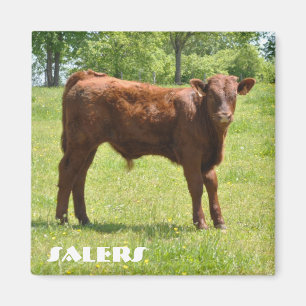 Aimant de veau de Salers