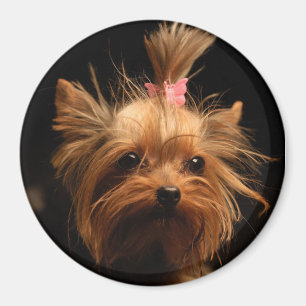 Aimant de Yorkshire Terrier