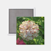 Aimant de Zinnia (Recto/Verso)