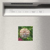 Aimant de Zinnia (In Situ (Lave-vaisselle))