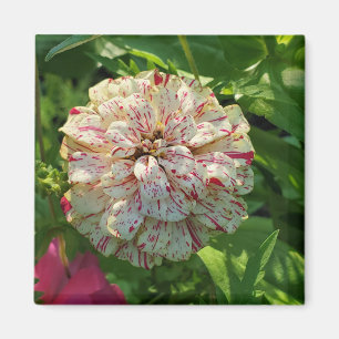 Aimant de Zinnia