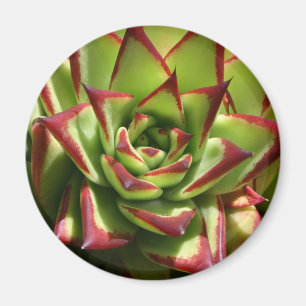 Aimant d'Echeveria