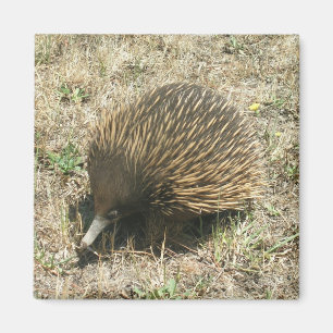 Aimant d'Echidna