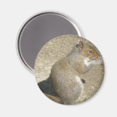 Aimant d'écureuil affamé (Recto/Verso)