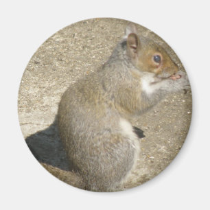 Aimant d'écureuil affamé