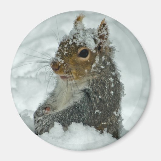 Aimant d'écureuil de neige (Devant)
