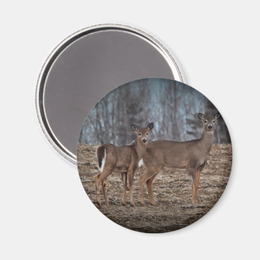 Aimant Deer_0337v (Recto/Verso)