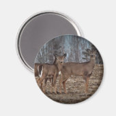 Aimant Deer_0338v (Recto/Verso)