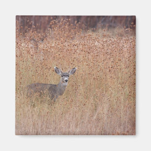 Aimant Deer in the meadow