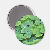 Aimant Deerpark Irlande Bouchons de Dew Clover (Recto/Verso)
