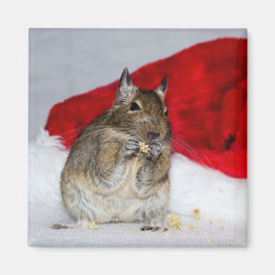 Aimant Degu avec le casquette de Père Noël de fête