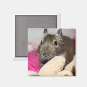 Aimant Degu Behind Teddy (Recto/Verso)