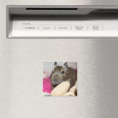 Aimant Degu Behind Teddy (In Situ (Lave-vaisselle))