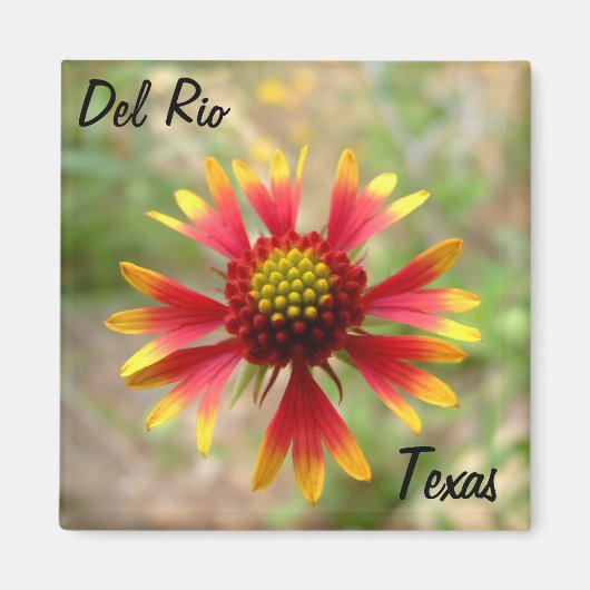 Aimant Del Rio Texas magnétique blanketflower fleur sauva (Devant)