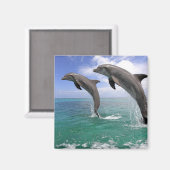 Aimant Delfin (Recto/Verso)