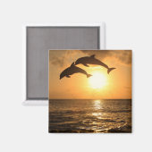 Aimant Delfin, Delphin, Grosser Tuemmler, Tursiops (Recto/Verso)