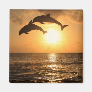 Aimant Delfin, Delphin, Grosser Tuemmler, Tursiops