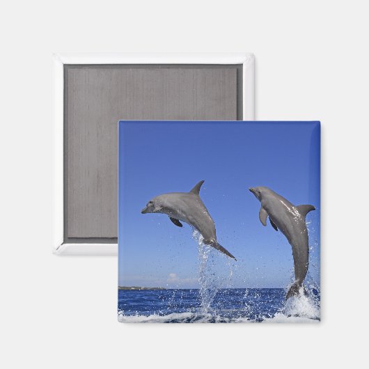 Aimant Delfin, Delphin, Grosser Tuemmler, Tursiops 3 (Recto/Verso)