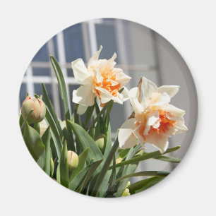 Aimant Délicat mignon daffodils printemps