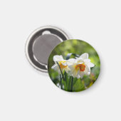 Aimant Délicat mignon daffodils printemps (Recto/Verso)