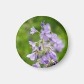 Aimant Delicate blue flowers on a green field in a spring (Devant)