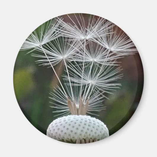 Aimant Delicate Dandelion Seeds  (Devant)
