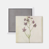 Aimant Delphinium ajacis, c.1568 (Recto/Verso)