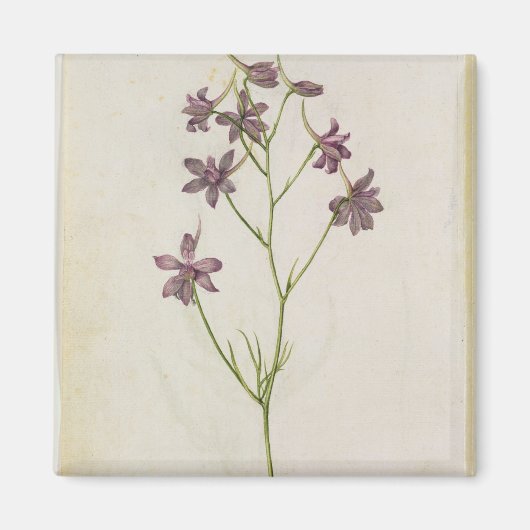 Aimant Delphinium ajacis, c.1568 (Devant)