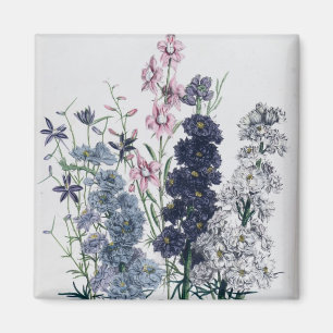 Aimant Delphiniums, du "Jardin aux Fleurs des Dames"