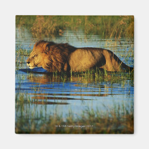 Aimant Delta d'Okavango, Botswana 3