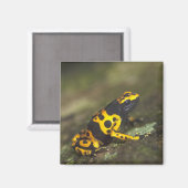 Aimant Dendrobate à bandes jaunes Dendrobates (Recto/Verso)