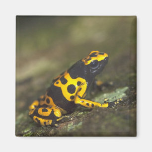 Aimant Dendrobate à bandes jaunes Dendrobates