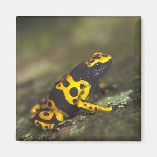 Aimant Dendrobate à bandes jaunes Dendrobates (Devant)