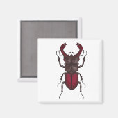 Aimant Dendroctone du pin (Recto/Verso)