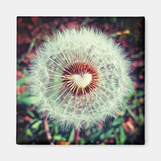 Aimant Dent de lion (Devant)