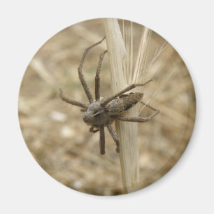 Aimant déplaisant à araignée