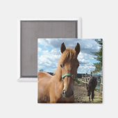 Aimant des chevaux (Recto/Verso)