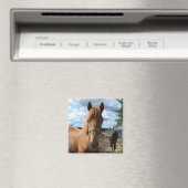 Aimant des chevaux (In Situ (Lave-vaisselle))