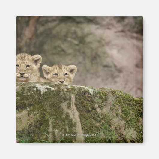 Aimant Des Lions Cubs Qui Regardent Sur Le Rocher (Devant)