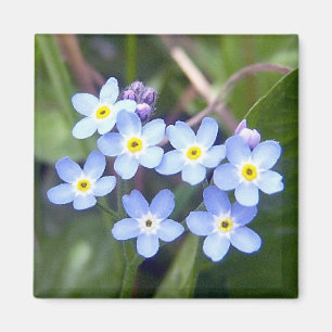 Aimant des myosotis des marais 2