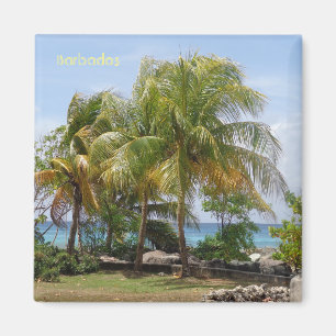 Aimant des paumes en Barbade