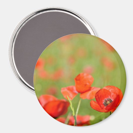 Aimant Des pavots dans un champ de pavot magnétique rond (Recto/Verso)