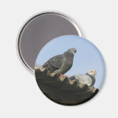 Aimant Des pigeons sur le toit. (Recto/Verso)