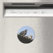 Aimant Des pigeons sur le toit. (In Situ (Lave-vaisselle))