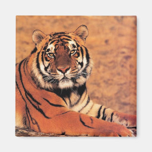 Aimant Des tigres en pleine nature sur cartes, Tee - shir