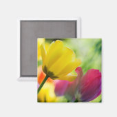 Aimant des tulipes (Recto/Verso)