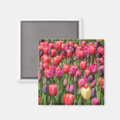 Aimant des tulipes à ressort rose (Recto/Verso)