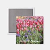 Aimant des tulipes Canberra (Recto/Verso)