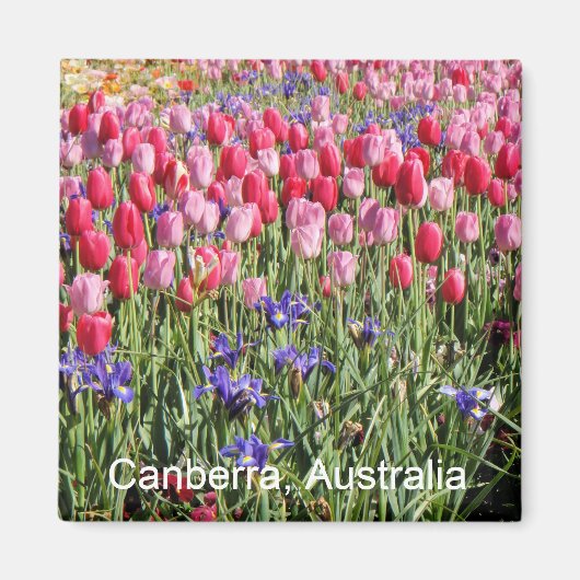 Aimant des tulipes Canberra (Devant)