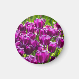Aimant Des tulipes lilas lumineuses par jour ensoleillé